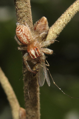 Chira gounellei