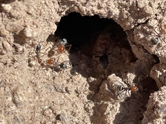 Myrmecocystus mendax