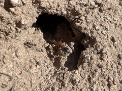 Myrmecocystus mendax