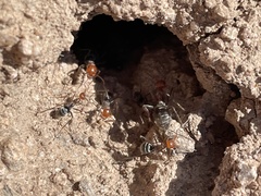 Myrmecocystus mendax
