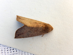 Mnesampela heliochrysa