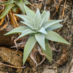 Dudleya nubigena