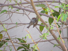 Passer domesticus
