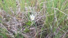 Viola kitaibeliana