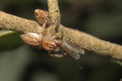 Chira gounellei