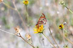 Euphydryas chalcedona hennei