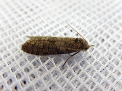 Lepidoscia euryptera