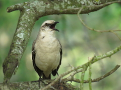 Mimus gilvus