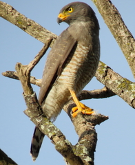 Rupornis magnirostris