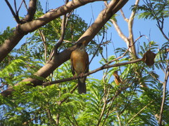 Turdus rufopalliatus
