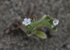 Cryptantha leiocarpa