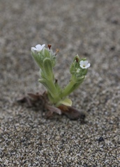 Cryptantha leiocarpa