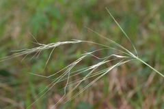 Nassella leucotricha