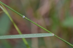 Nassella leucotricha