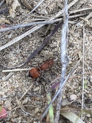 Pseudomethoca sanbornii