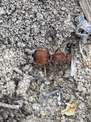 Pseudomethoca sanbornii