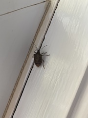 Halyomorpha halys