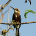 Pale-headed Jacamar - Photo (c) leocastillo, some rights reserved (CC BY-NC), uploaded by leocastillo