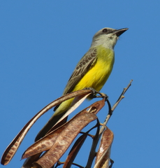 Tyrannus melancholicus