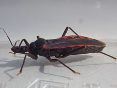 Triatoma rubida