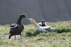 Short-Tailed Albatross photo 2