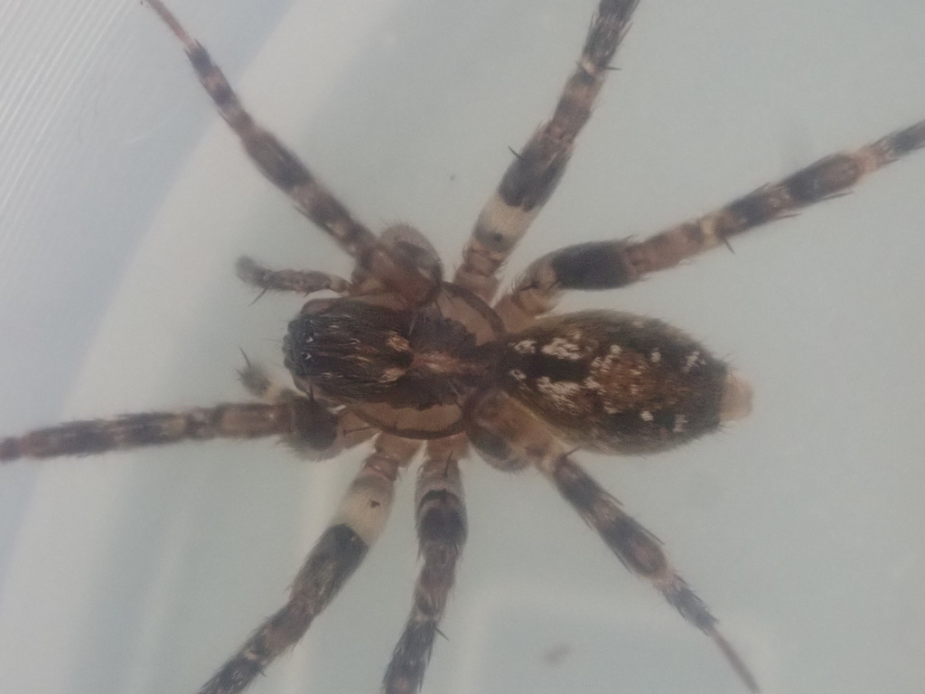 Huara dolosa