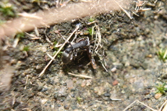 Platythyrea punctata