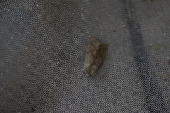 Orthosia pacifica