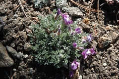 Oxytropis multiceps