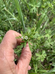 Geranium texanum