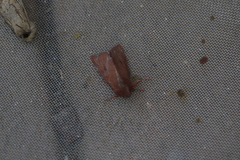 Orthosia transparens