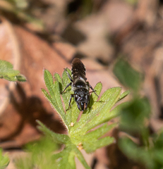 Protosmia rubifloris