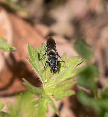 Protosmia rubifloris