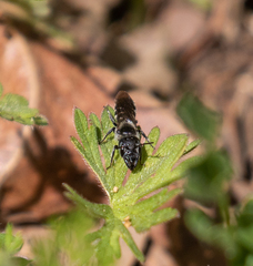 Protosmia rubifloris