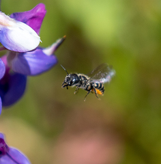 Protosmia rubifloris