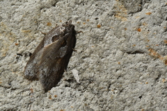 Acleris maculidorsana