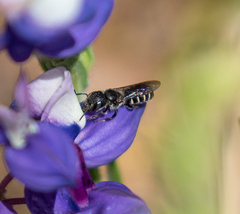 Protosmia rubifloris