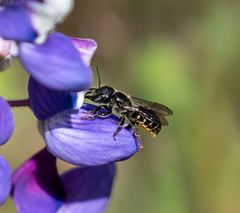 Protosmia rubifloris