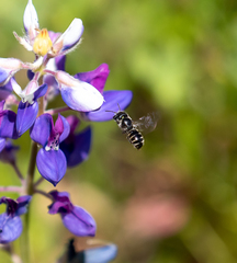 Protosmia rubifloris