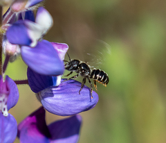 Protosmia rubifloris