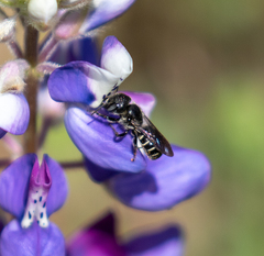 Protosmia rubifloris