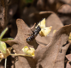 Protosmia rubifloris