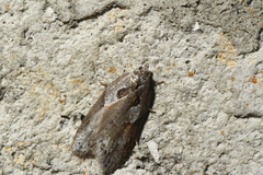 Acleris maculidorsana