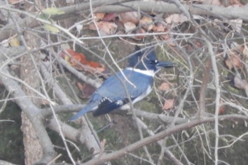 Belted Kingfisher photographed in Delaware