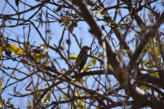 Setophaga coronata