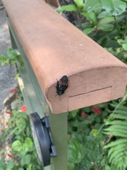 Eucorydia dasytoides