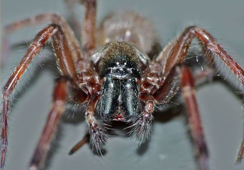 Grey House Spider