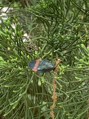 Eucorydia dasytoides