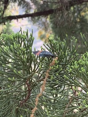 Eucorydia dasytoides