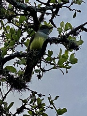 Myiarchus crinitus